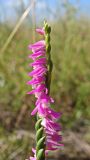 Spiranthes australis. Верхушка соцветия. Хабаровский край, окр. г. Комсомольск-на-Амуре, дол. руч. Тёплый ключ, у грунтовой дороги. 14.08.2024.