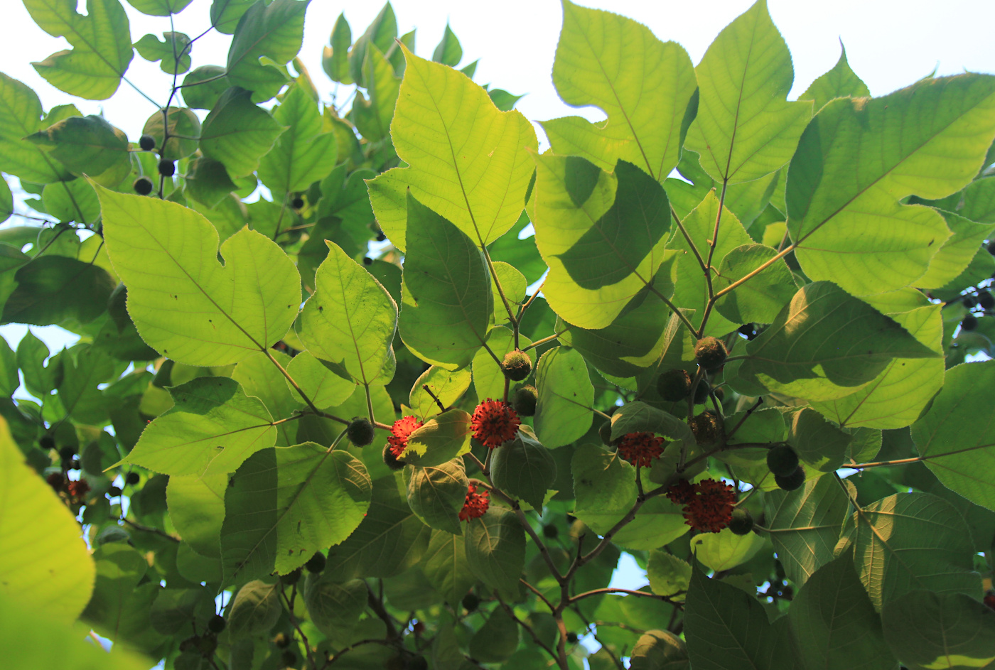 Image of Broussonetia papyrifera specimen.