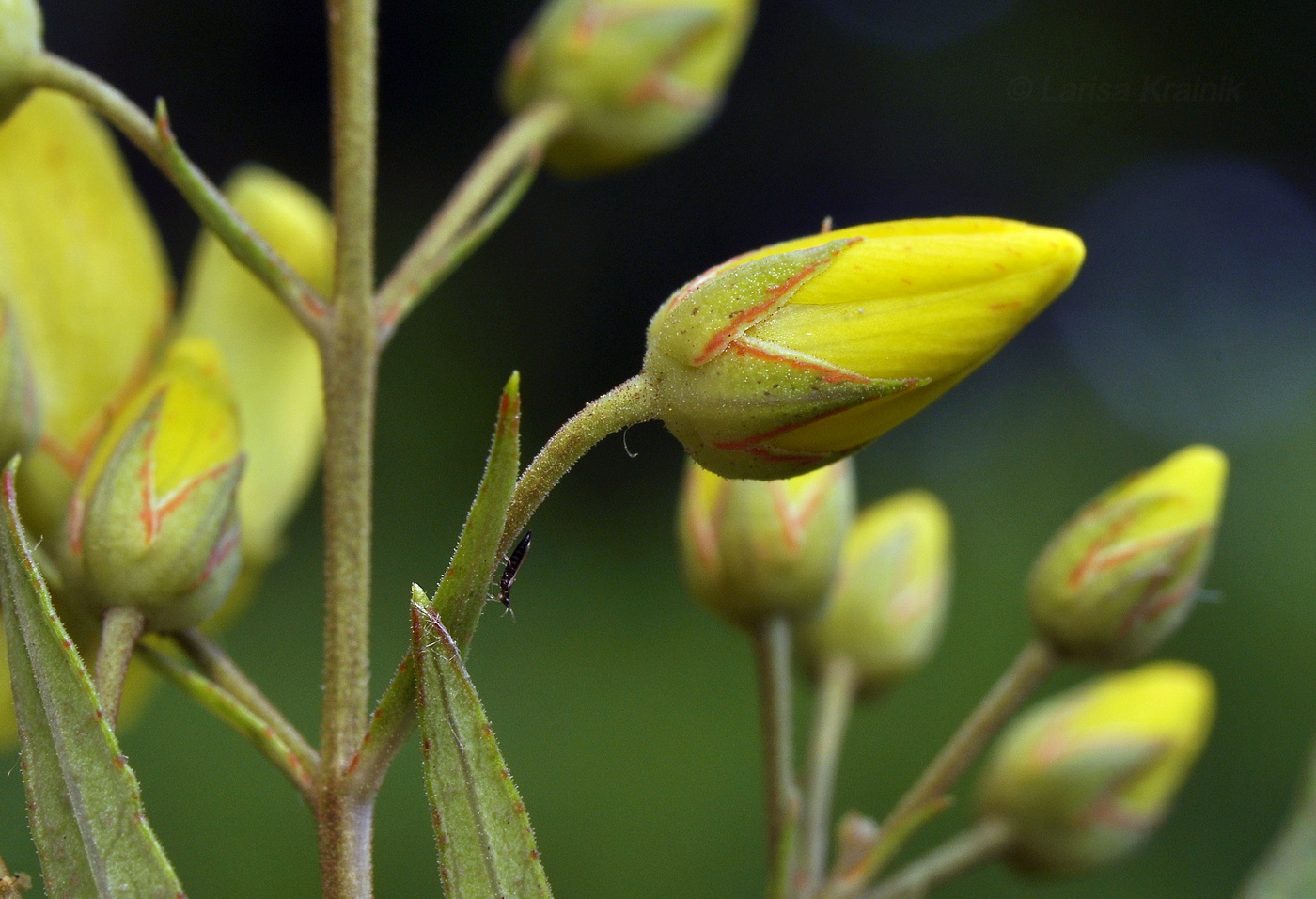 Изображение особи Lysimachia davurica.