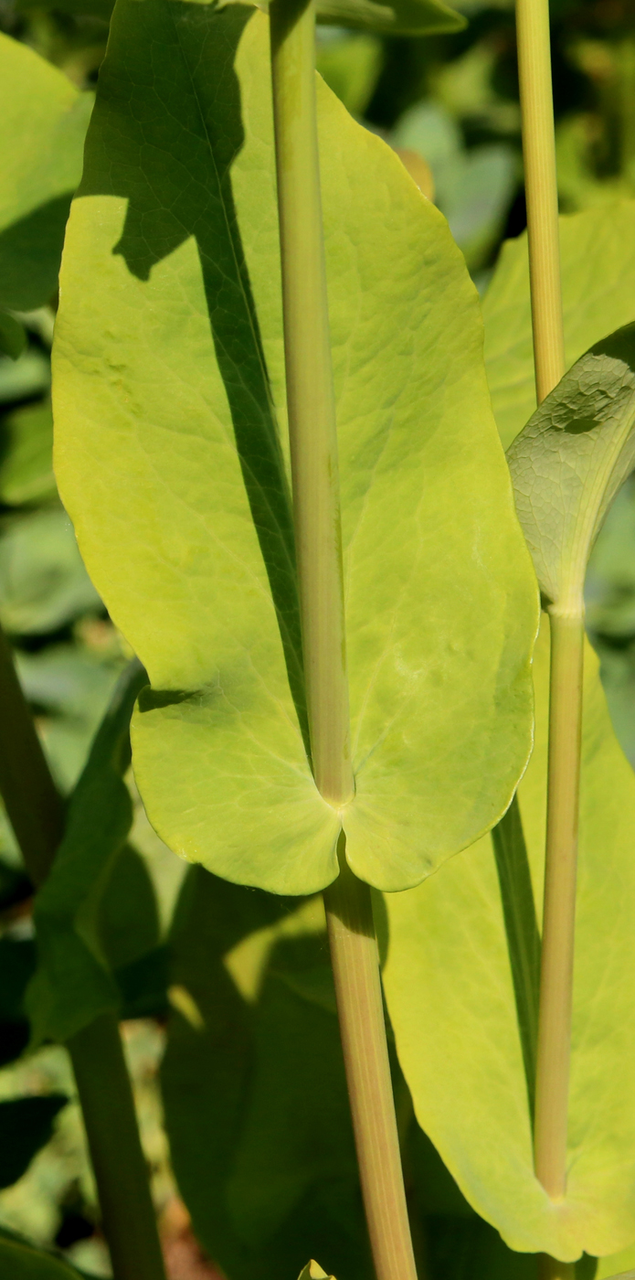 Image of Bupleurum longifolium ssp. aureum specimen.