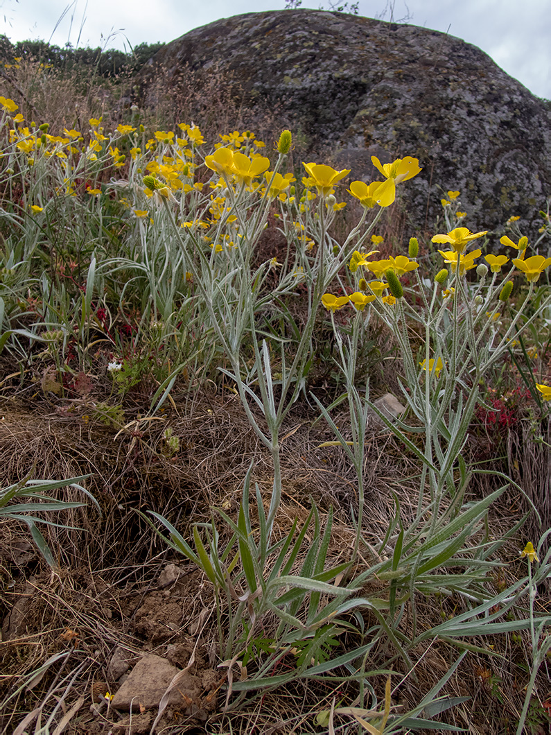 Изображение особи Ranunculus illyricus.