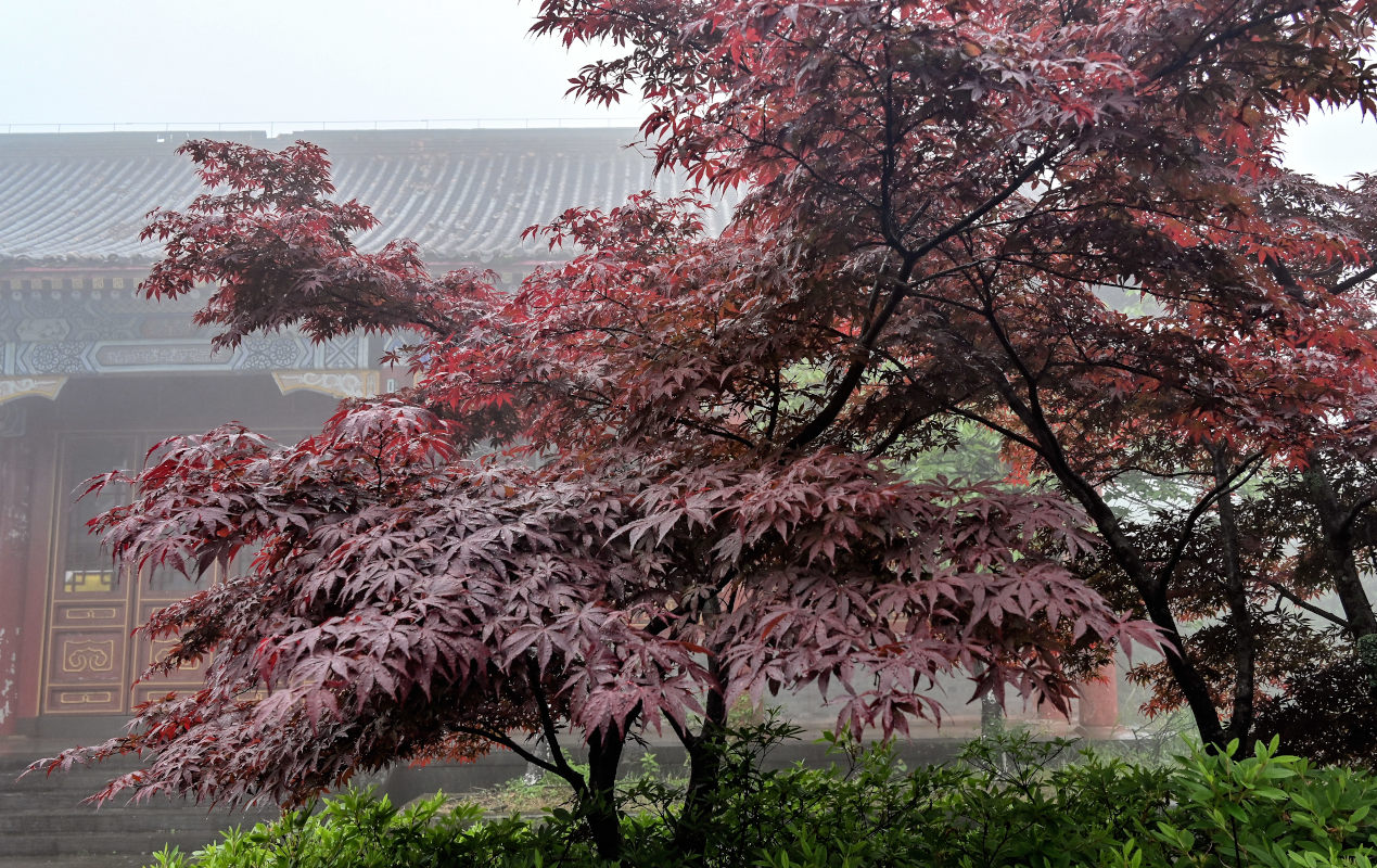 Изображение особи Acer palmatum.