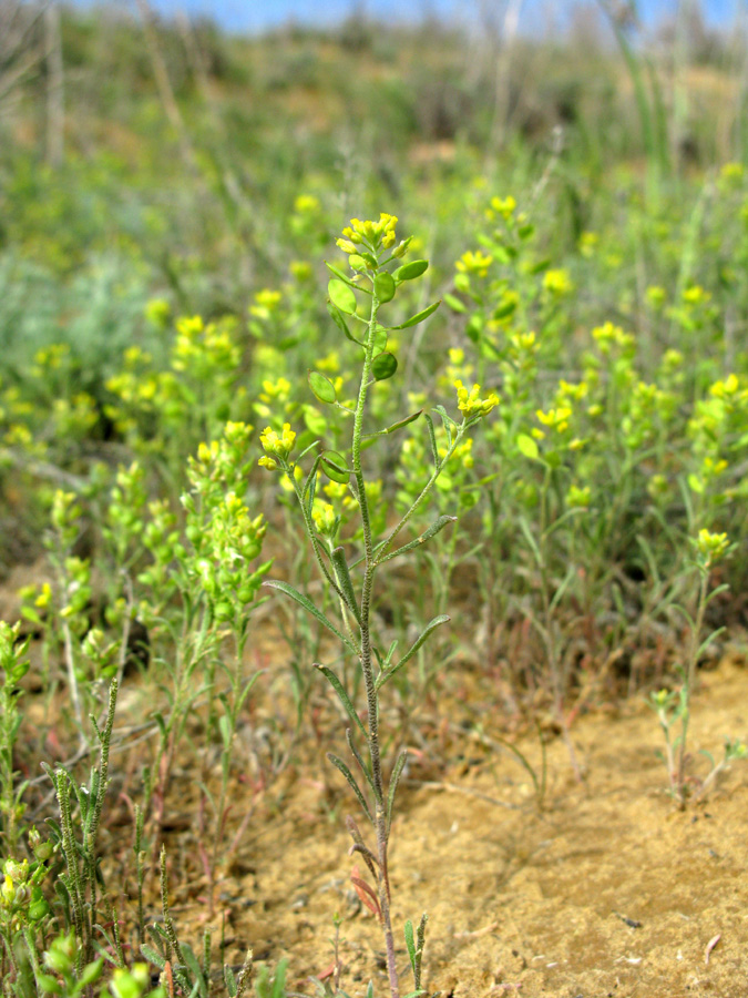 Изображение особи Meniocus linifolius.