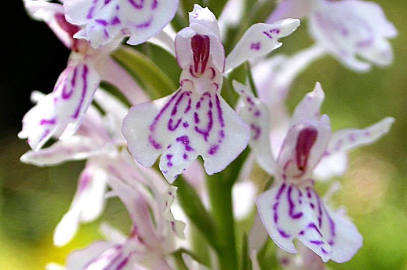 Image of Dactylorhiza maculata specimen.