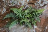 Asplenium billotii. Растения в трещине скалы. Крым, Южный Берег, гора Аюдаг, восточный склон. 02.01.2025.