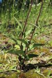 Epipactis atrorubens