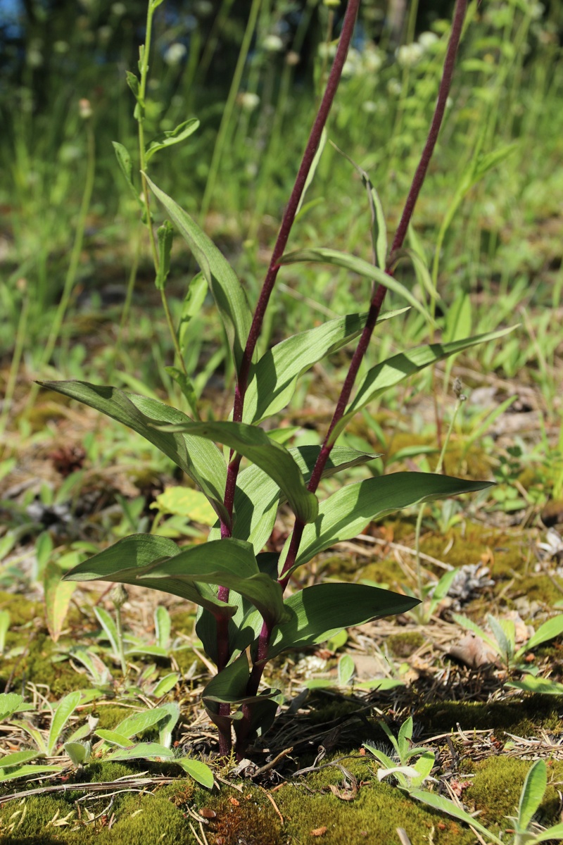 Image of Epipactis atrorubens specimen.