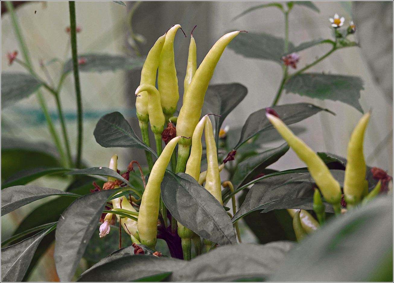 Изображение особи Capsicum annuum.