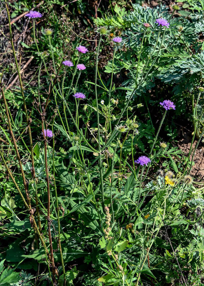 Image of Knautia arvensis specimen.