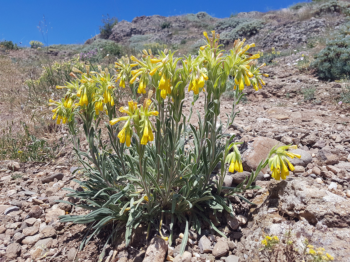 Image of Onosma taurica specimen.