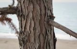 Смотреть изображение Cunninghamia lanceolata