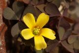 род Oxalis
