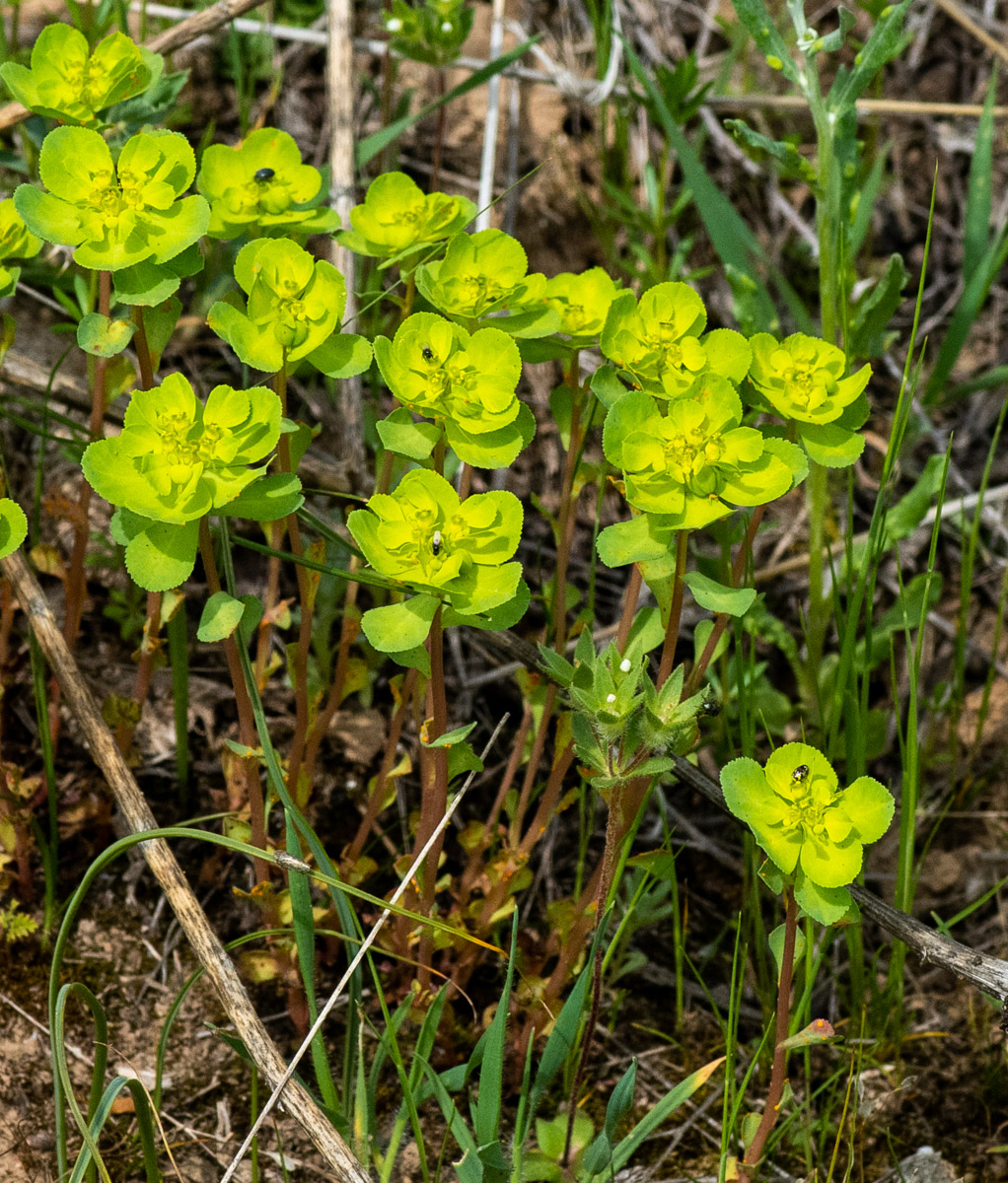 Image of Euphorbia helioscopia specimen.