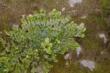Смотреть изображение Conocephalum conicum