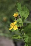 View full-size image Chelidonium majus