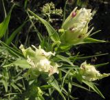 Castilleja pallida. Соцветия. Читинская обл., Даурский заповедник, хр. Адун-Челон. 19.06.2004.