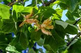 View full-size image Liriodendron tulipifera