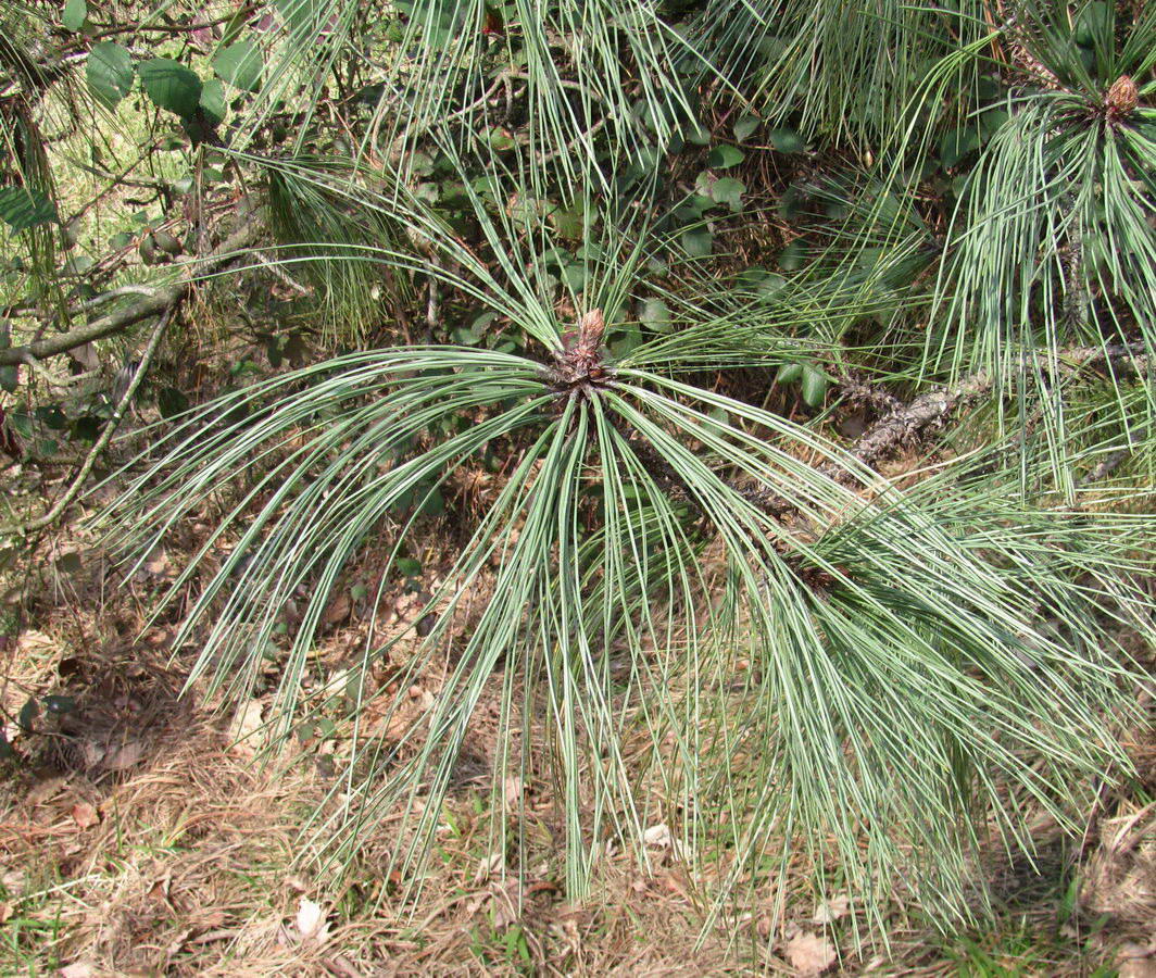 Image of genus Pinus specimen.