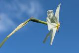 View full-size image Narcissus poeticus