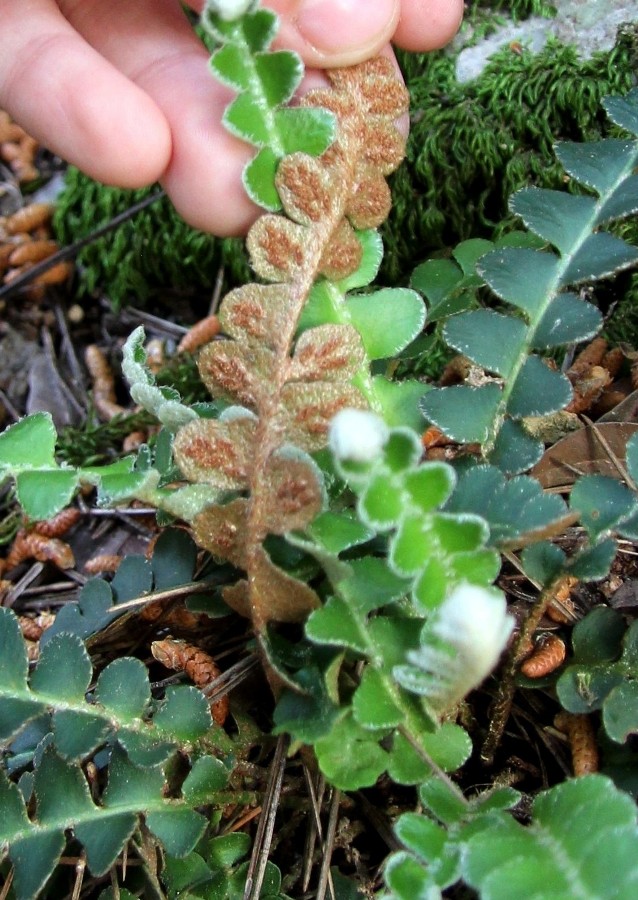 Image of Ceterach officinarum specimen.