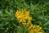 View full-size image Rhododendron luteum