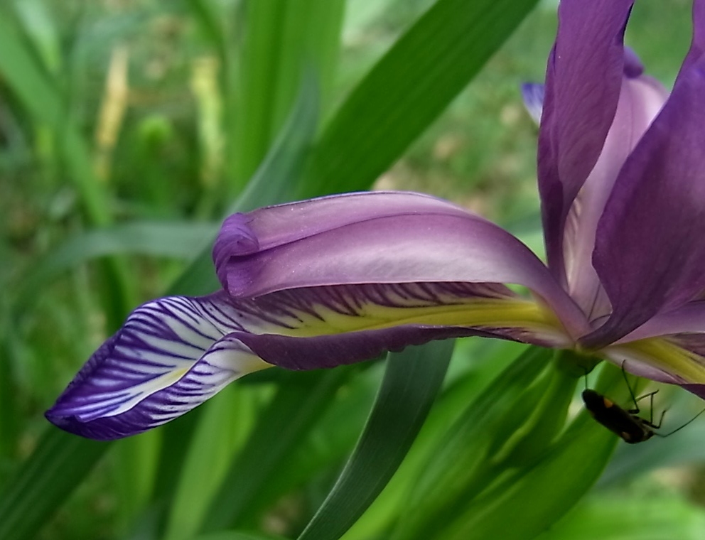 Изображение особи Iris graminea.