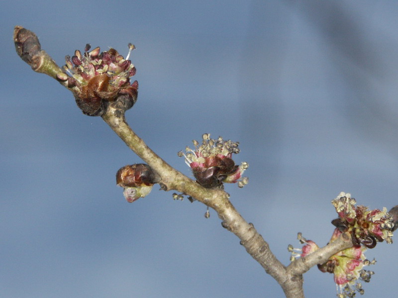 Image of Ulmus minor specimen.