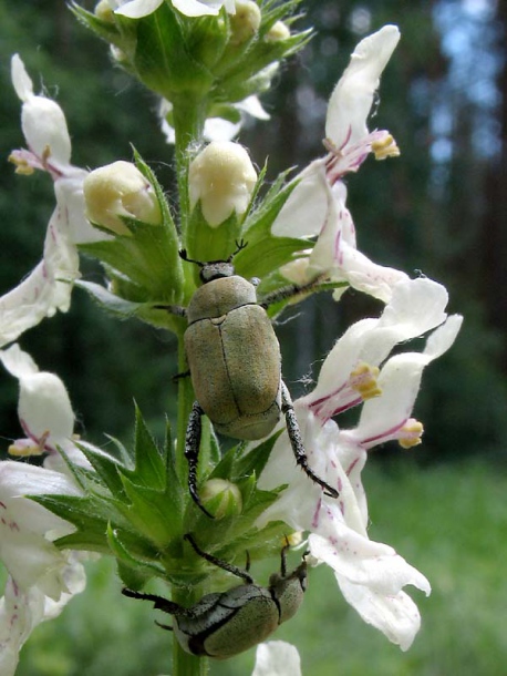 Изображение особи Stachys recta.