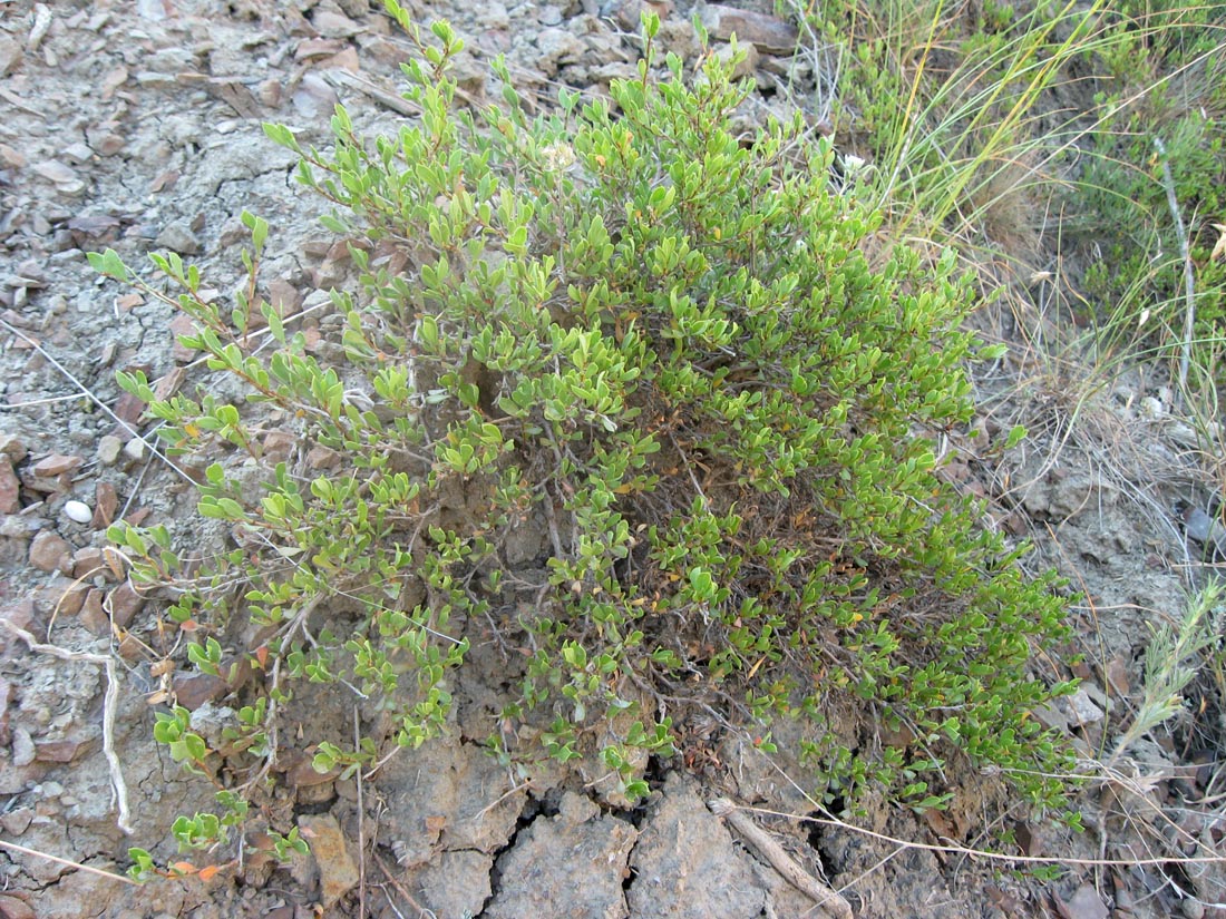 Image of Atraphaxis replicata specimen.