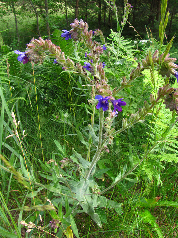 Image of Anchusa officinalis specimen.