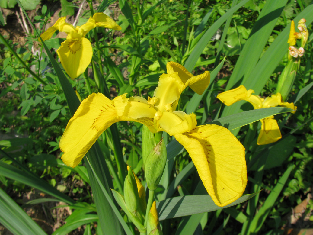 Image of Iris pseudacorus specimen.