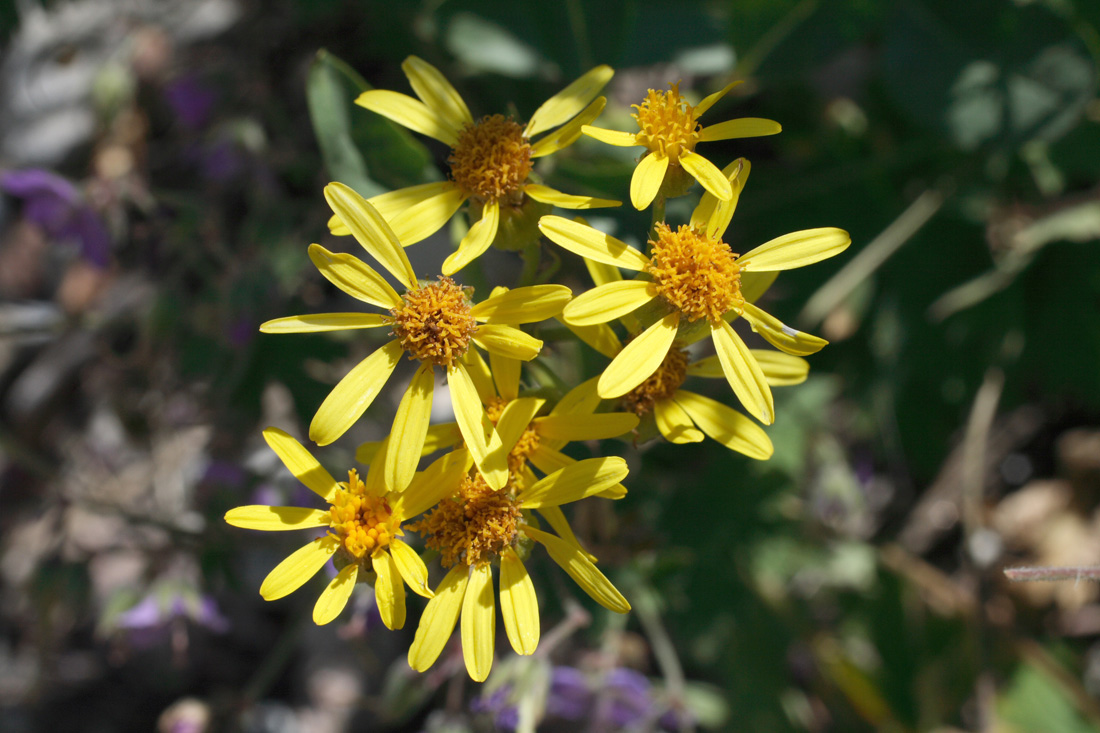 Изображение особи Senecio racemulifer.