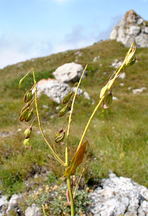 Image of Isatis caucasica specimen.