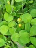 Medicago lupulina