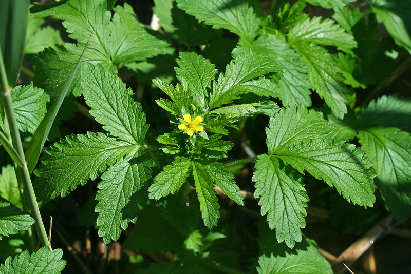 Image of Potentilla norvegica specimen.