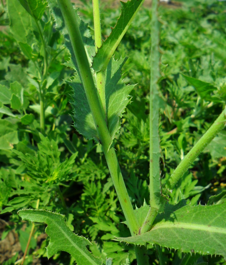 Image of Sonchus arvensis ssp. uliginosus specimen.