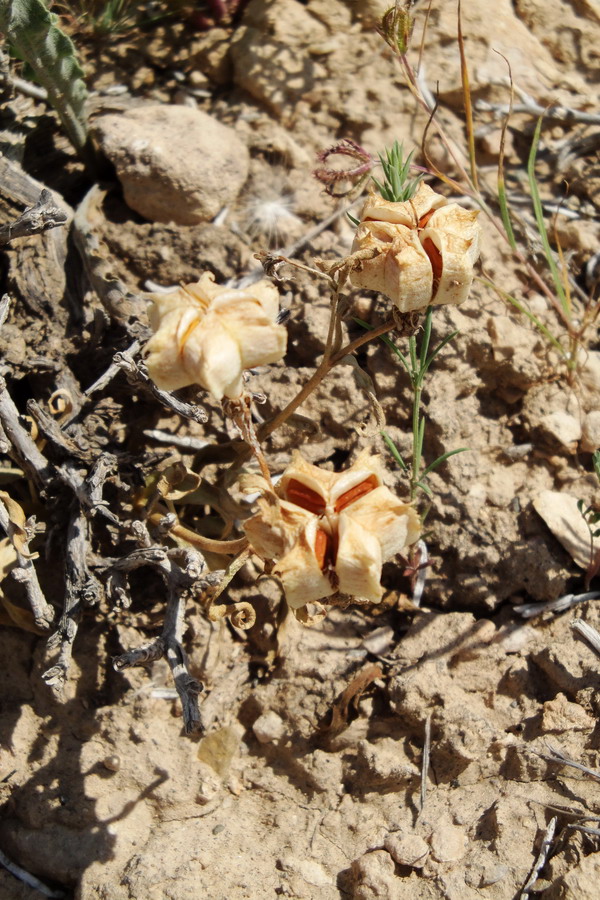 Изображение особи Rhinopetalum gibbosum.