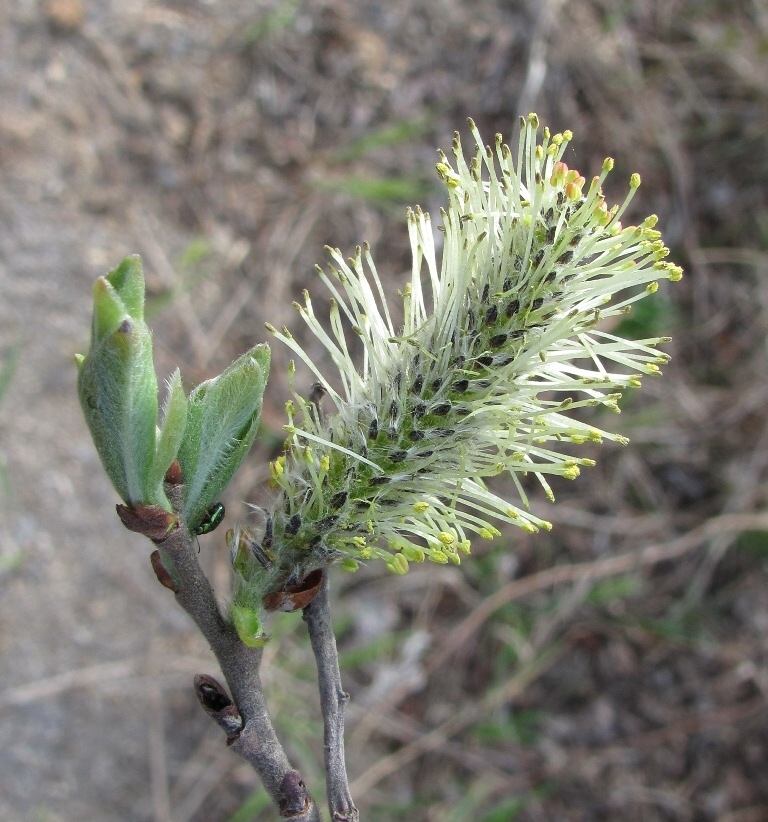 Image of Salix &times; laurina specimen.