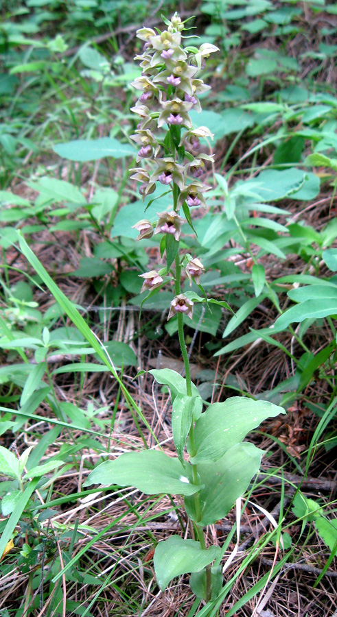 Изображение особи Epipactis helleborine.