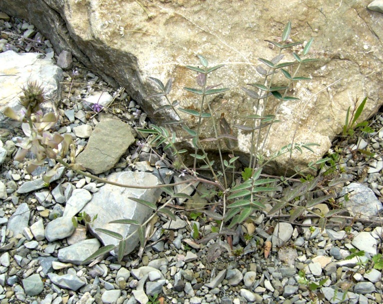 Image of Hedysarum macranthum specimen.