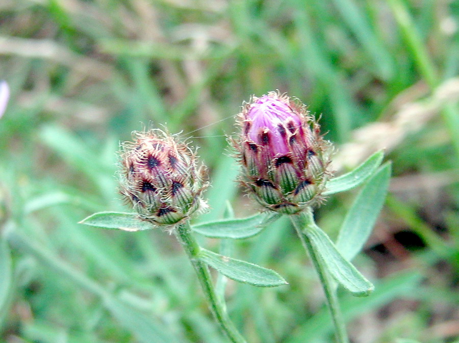 Image of Centaurea stoebe specimen.