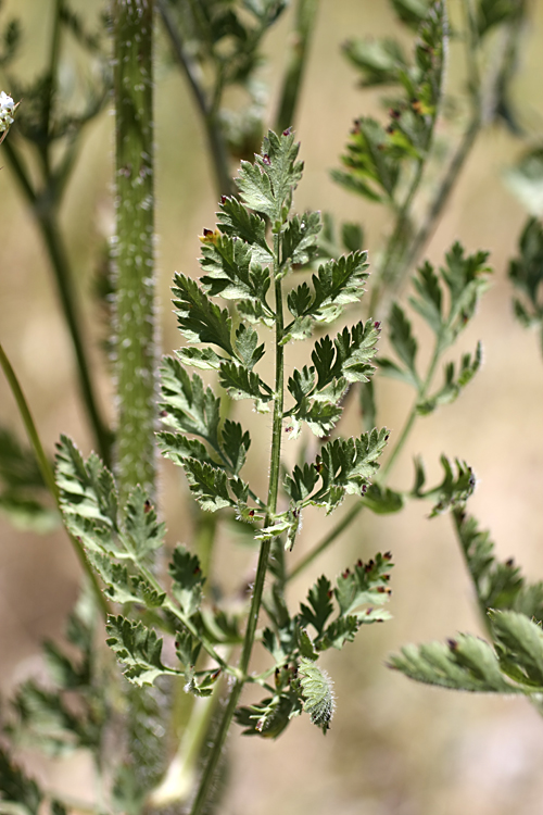 Image of Daucus carota specimen.