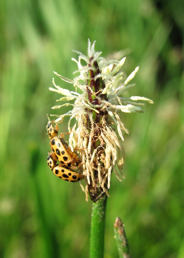 Image of Eleocharis palustris specimen.