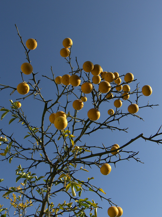 Image of Poncirus trifoliata specimen.