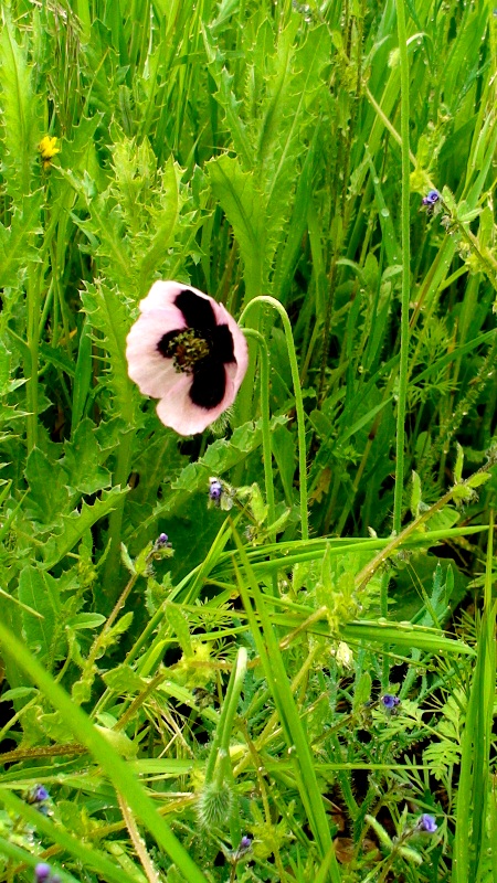 Image of genus Papaver specimen.