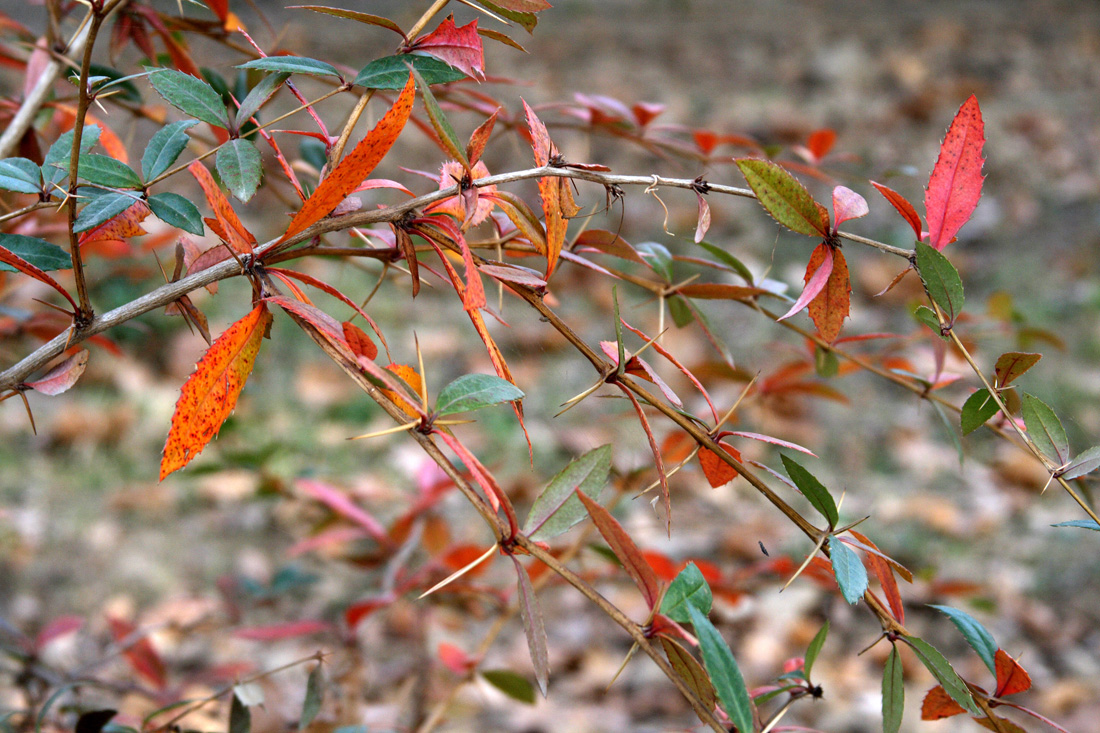 Image of Berberis julianae specimen.