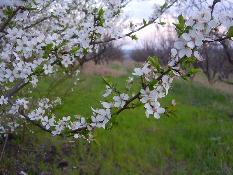 Изображение особи Amygdalus communis.