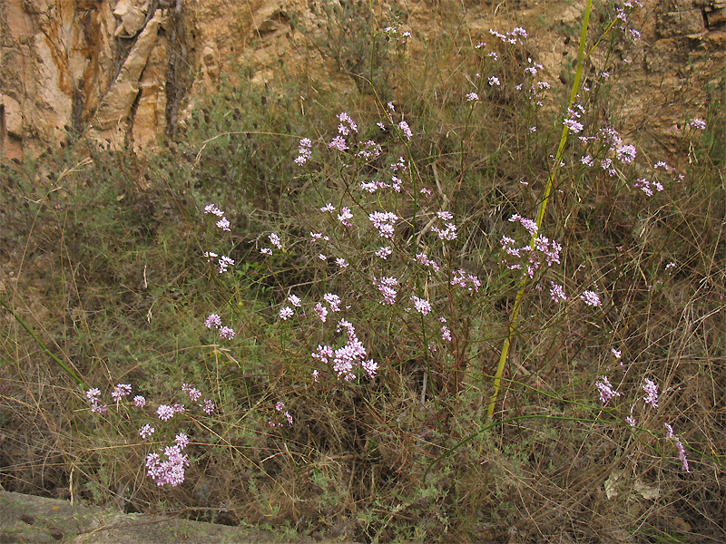 Image of Iberis linifolia specimen.