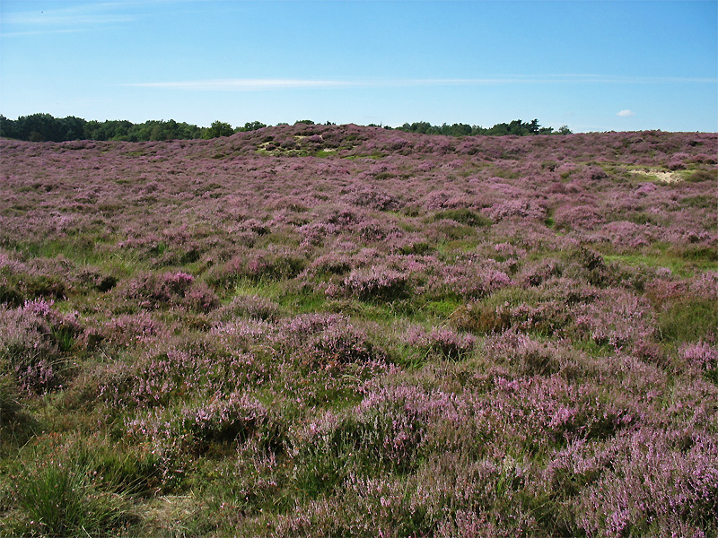 Image of Calluna vulgaris specimen.