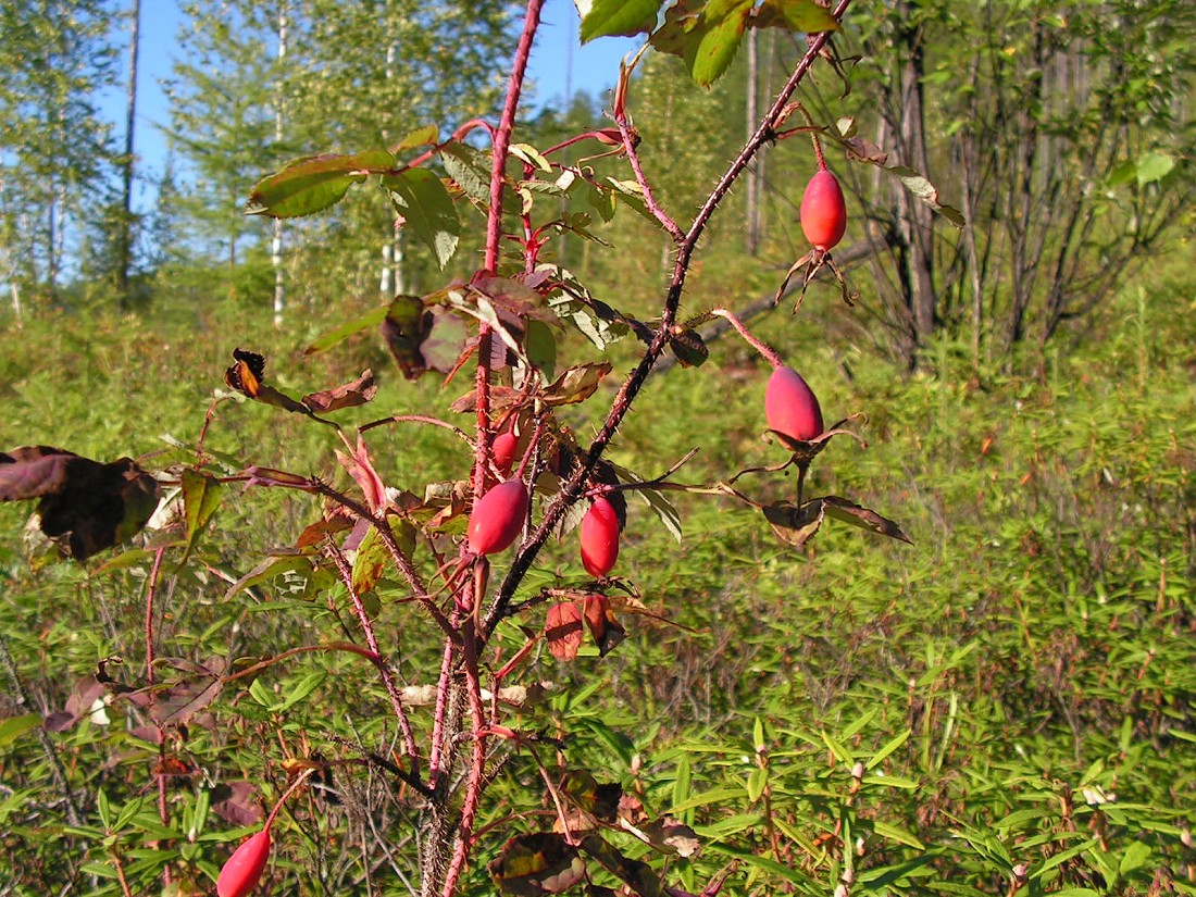 Изображение особи Rosa acicularis.